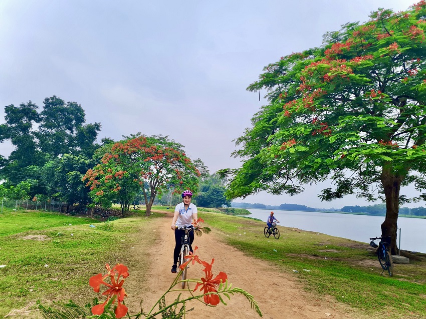 An emerging destination for beautiful phoenix flower snapshots in Hanoi is the Van Tri Lagoon in Dong Anh District.